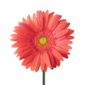 Gerbera Light Center Coral (10 stems)