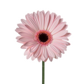 Gerbera Dark Center Light Pink (10 stems)