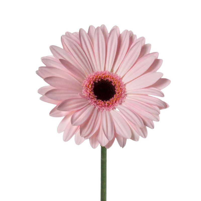 Gerbera Dark Center Light Pink (10 stems)