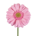 Gerbera Light Center Light Pink (10 stems)
