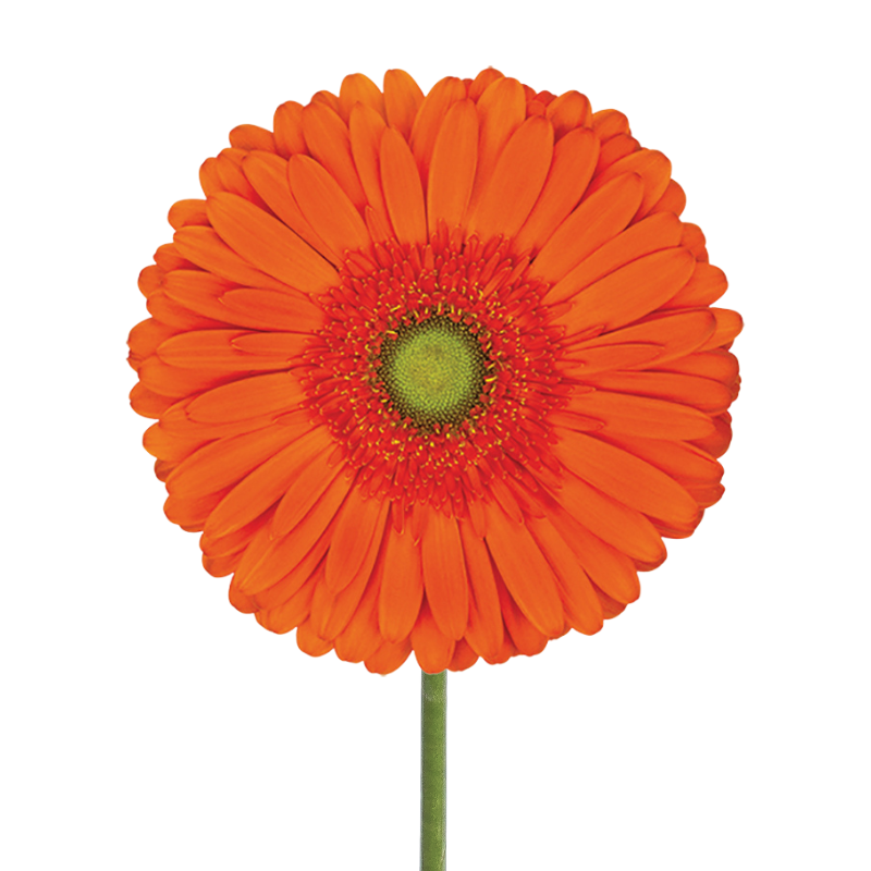 Gerbera Light Center Orange (10 stems)