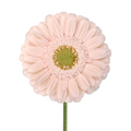 Gerbera Light Center Peach (10 stems)