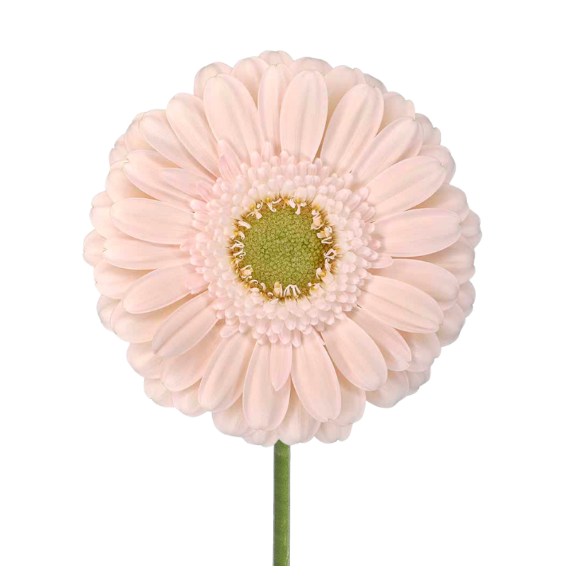 Gerbera Light Center Peach (10 stems)