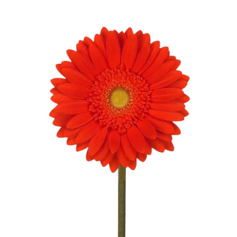 Gerbera Light Center Red (10 stems)