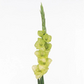 Gladiola Green (10 stem bunch)