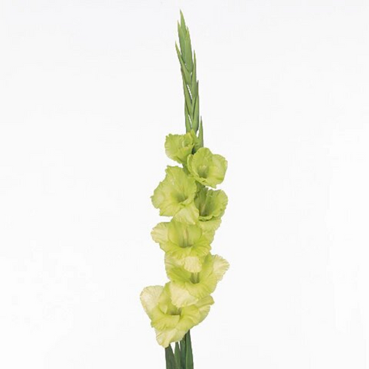 Gladiola Green (10 stems)