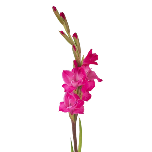 Gladiola Hot Pink (10 stems)