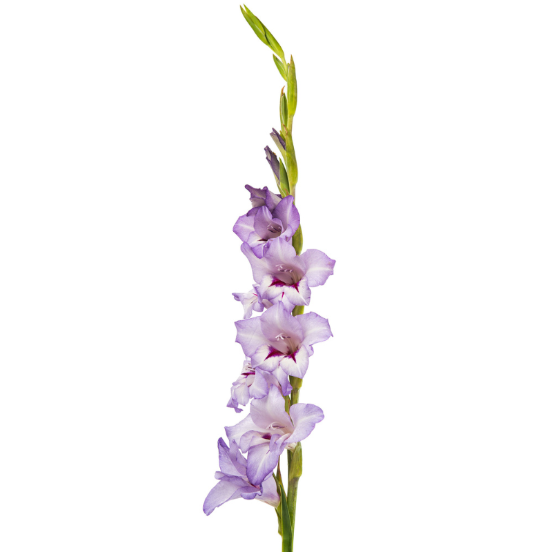 Gladiola Lavender (10 stems)