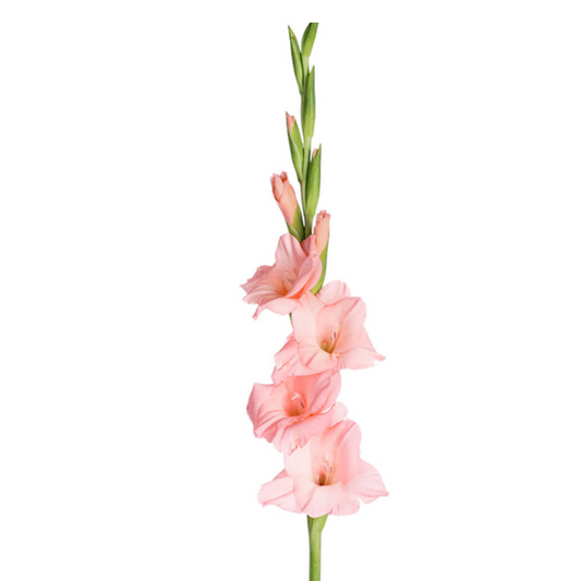 Gladiola Light Pink (10 stems)