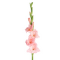 Gladiola Light Pink (10 stem bunch)