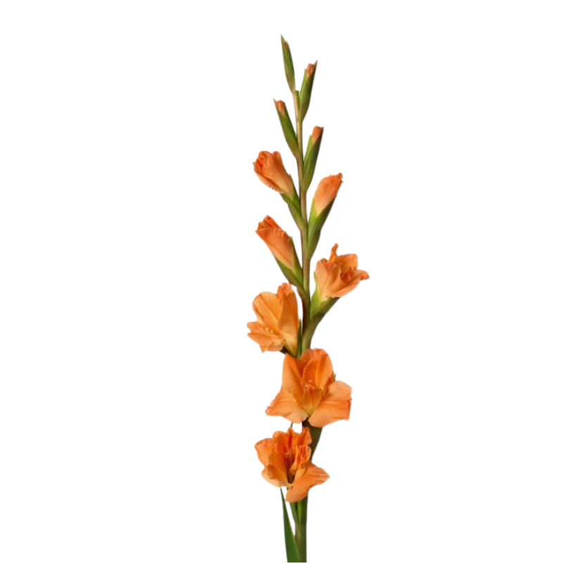 Gladiola Orange (10 stems)