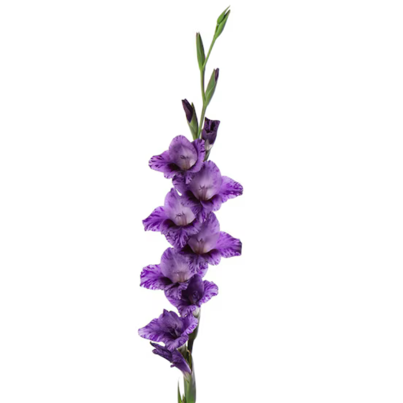 Gladiola Purple (10 stems)