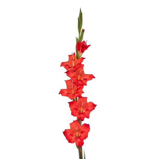 Gladiola Red (10 stems)