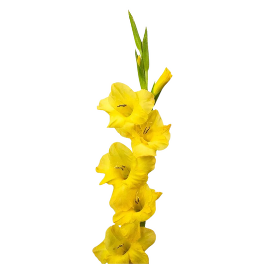 Gladiola Yellow (10 stems)