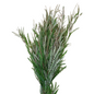 Grevillea (10 stem bunch)