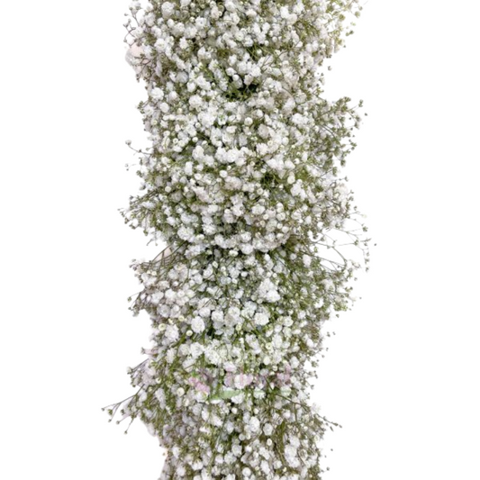 Gypsophila Garland White