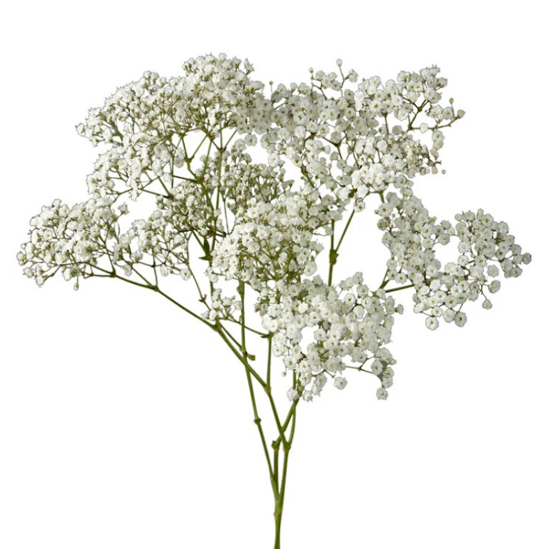 Gypsophila White Million Star (7 Stems)