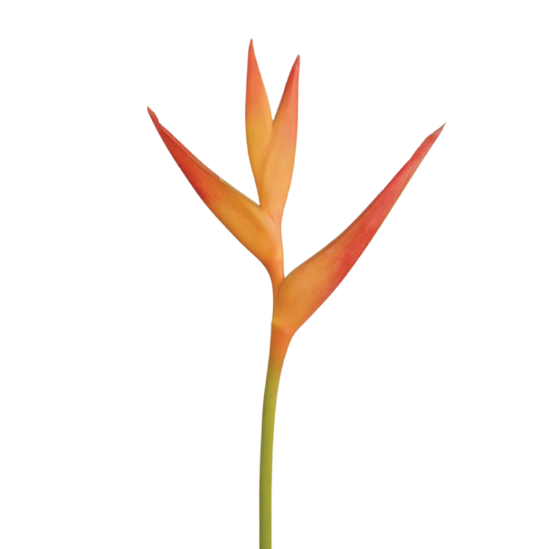 Heliconia Fire Opal (Stem)
