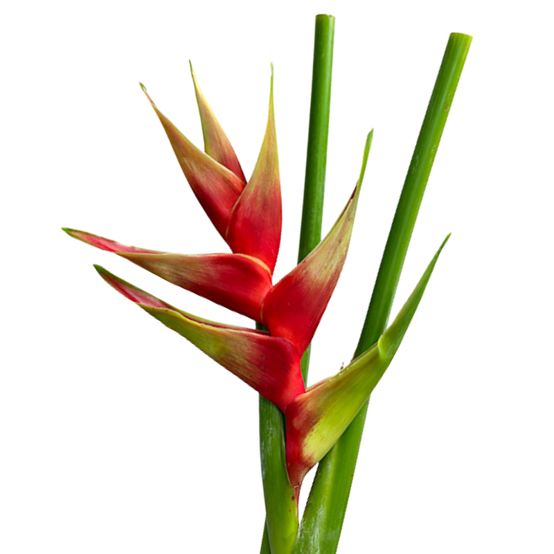 Heliconia Green Thumb (Stem)