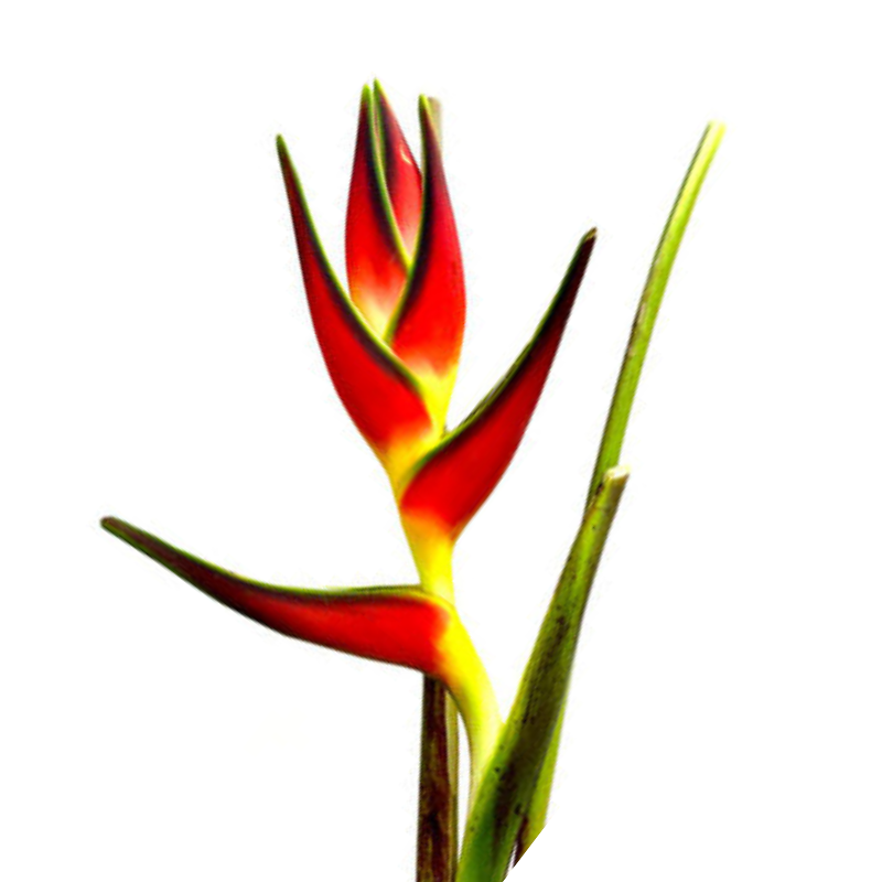 Heliconia Orthotrica (Stem)