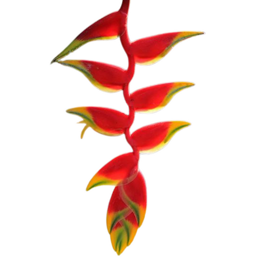 Heliconia Rostrata Hanging