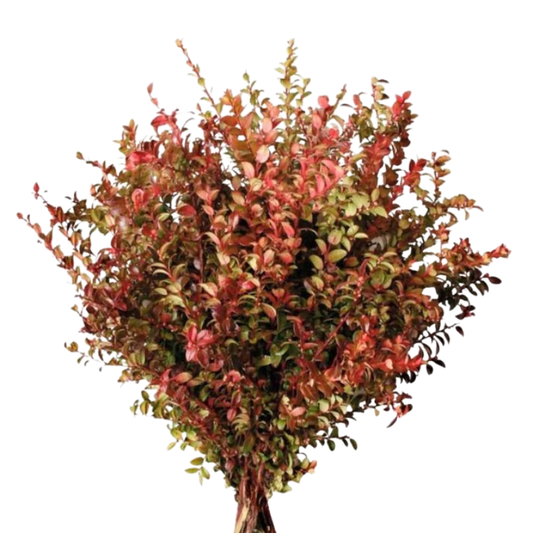 Huckleberry Red (10 Stems)