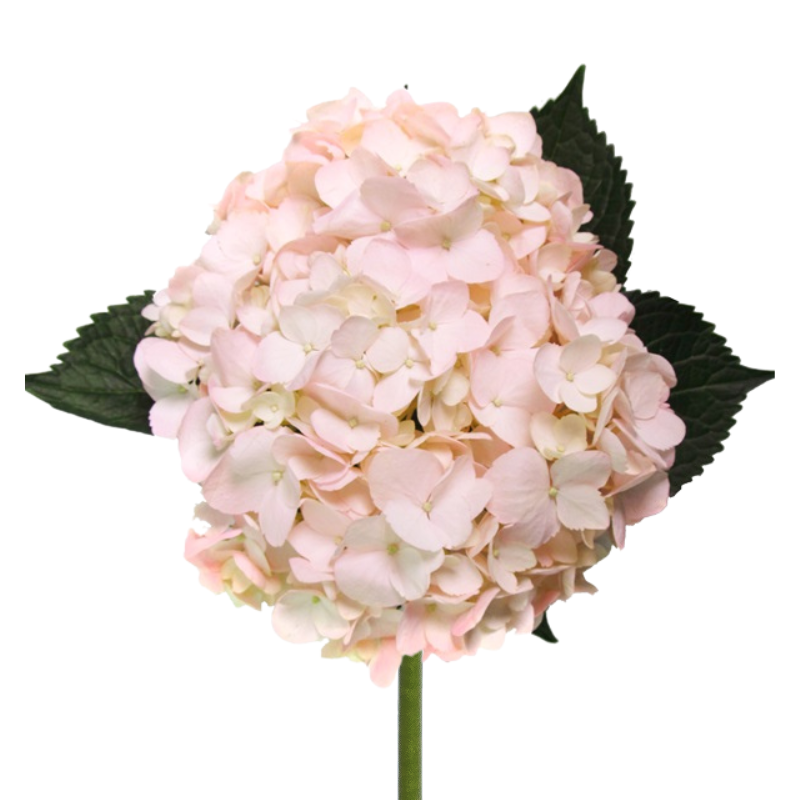 Hydrangea Blush Bridal Tinted (5 Stems)
