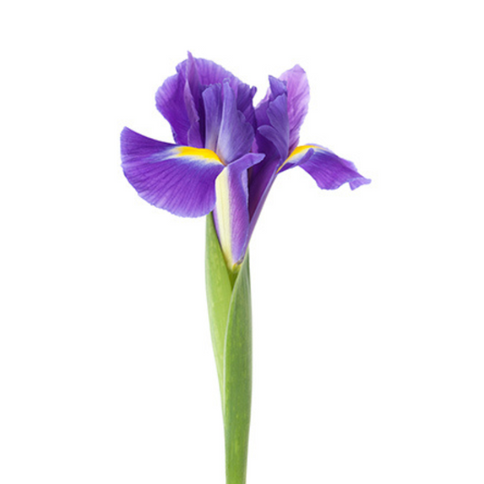 Iris Purple (10 stems)