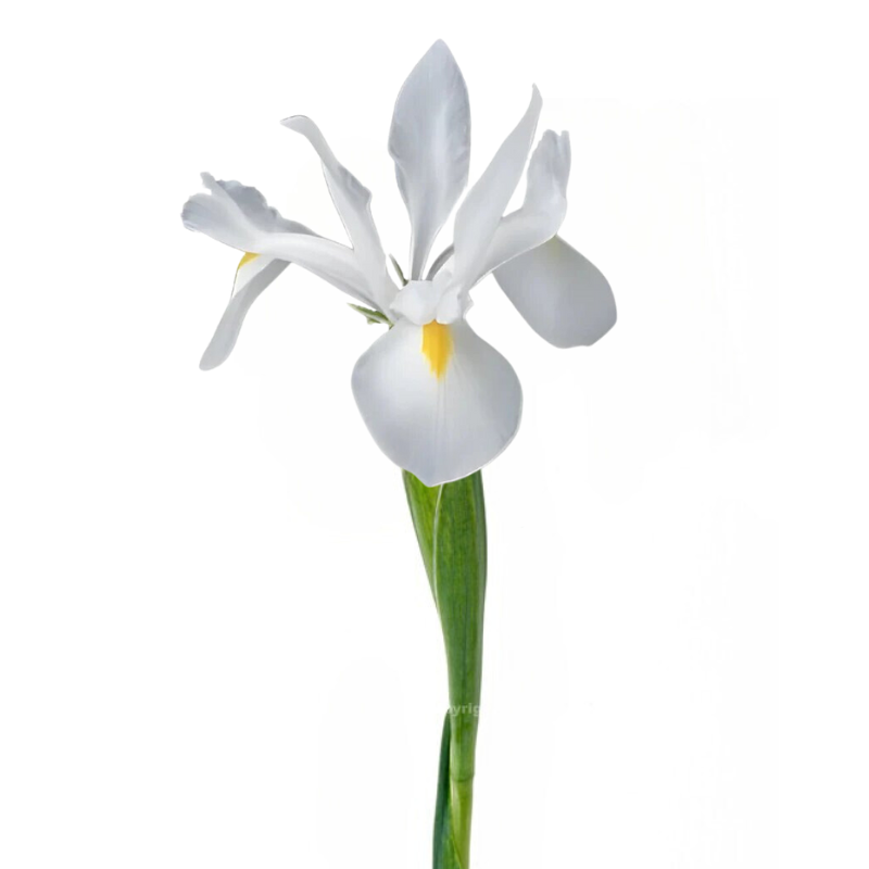 Iris White (10 stems)