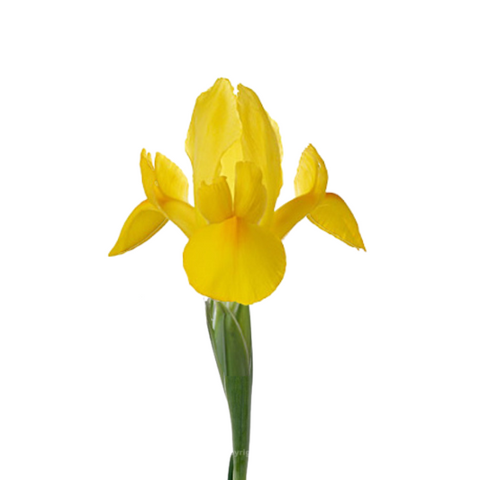 Iris Yellow (10 stems)