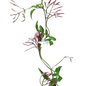 Jasmine Vine (10 stem bunch)