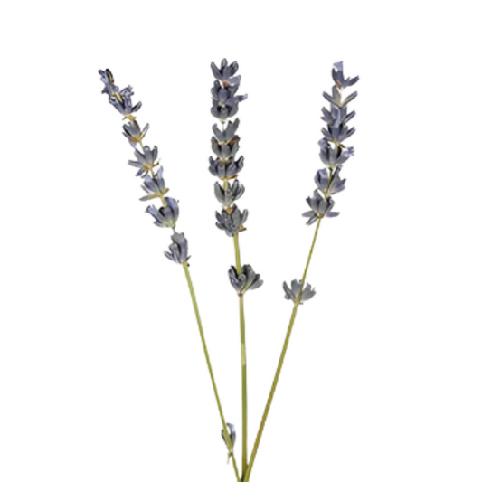 Lavender (Fresh)