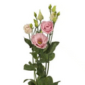 Lisianthus Brillianthus Pink (7 stems)