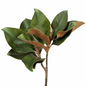 Magnolia Leaves (10 stem bunch)