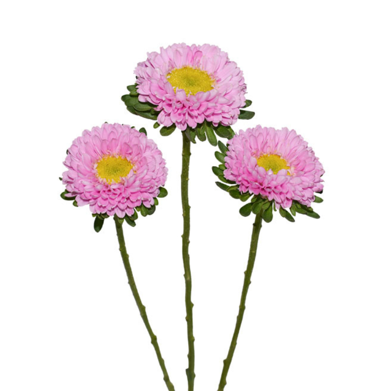 Matsumoto Light Pink (10 stems)