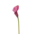 Mini Calla Dark Pink (10 Stems)