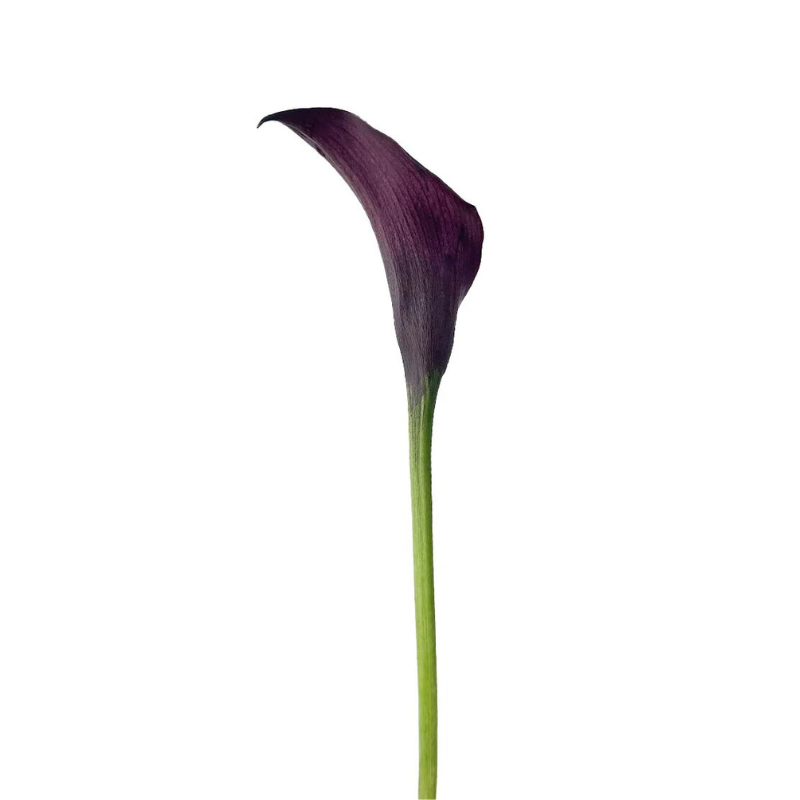 Mini Calla Dark Purple Black (10 Stems)