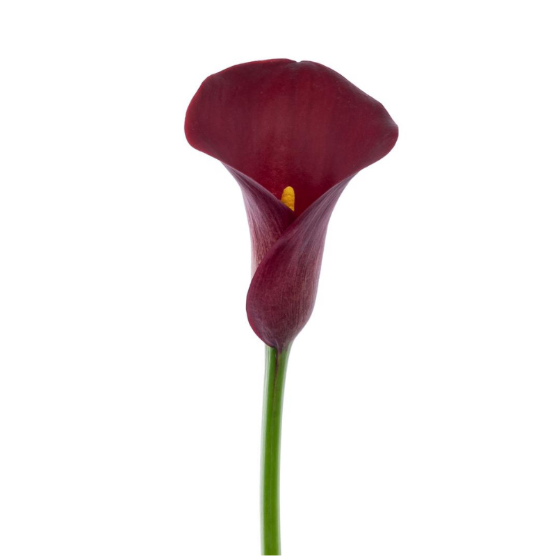 Mini Calla Red (10 Stems)