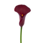 Mini Calla Red (10 stem bunch)