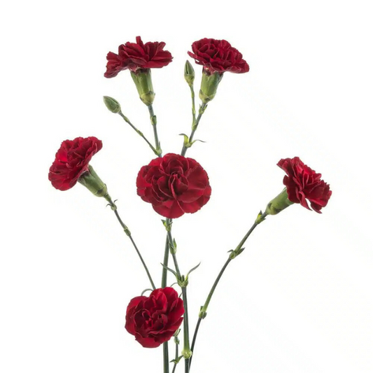 Mini Carnation Burgundy (10 Stems)