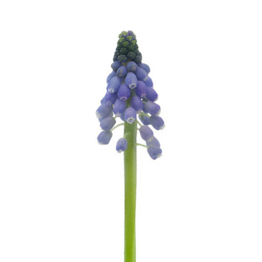 Muscari