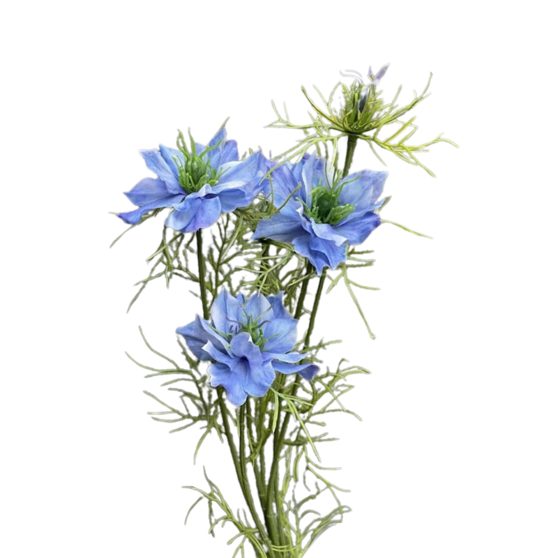 Nigella