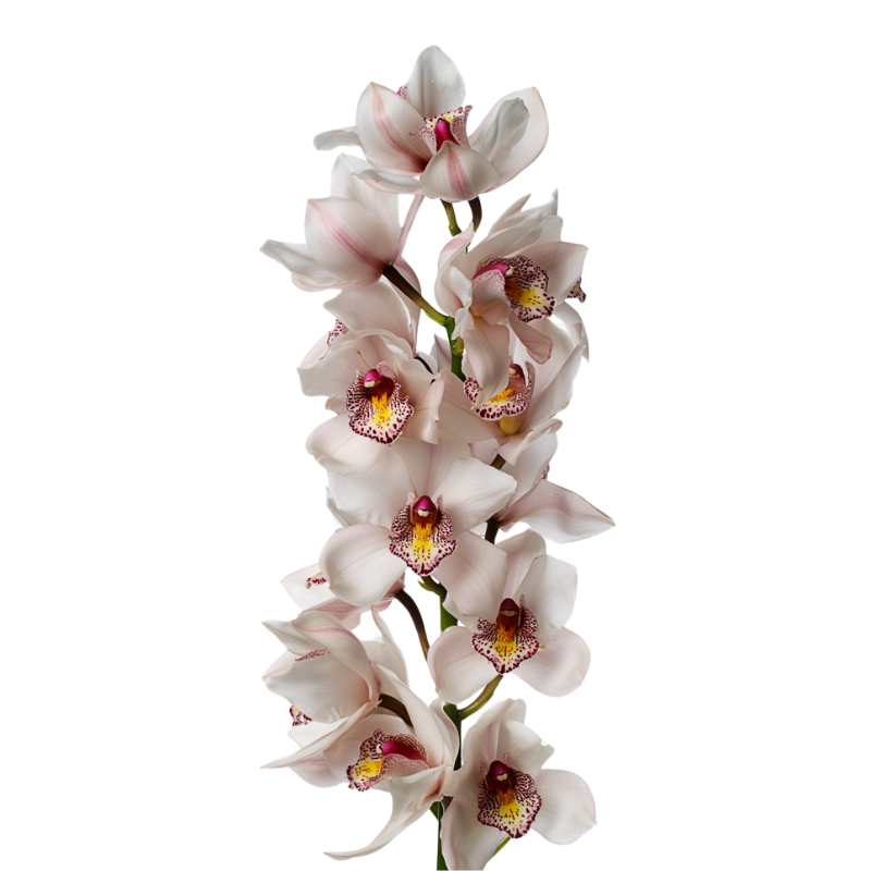 Orchid Cymbidium Blush (Stem)