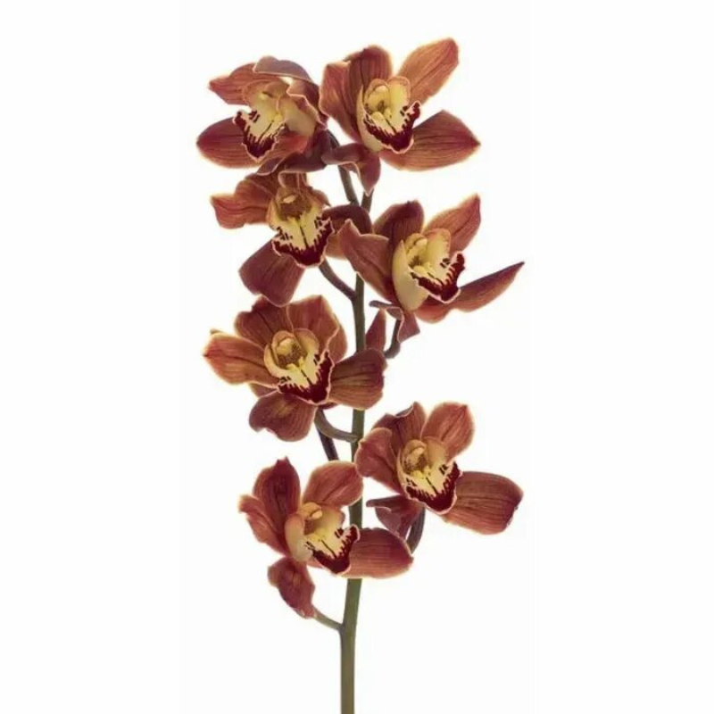 Orchid Cymbidium Brown (Stem)