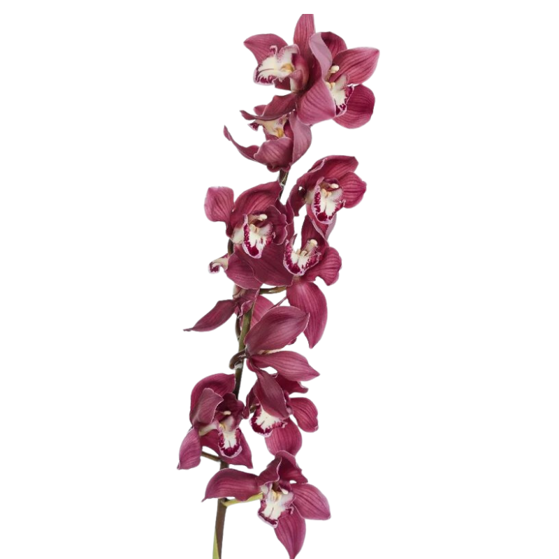 Orchid Cymbidium Dark Pink (Stem)