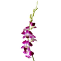 Orchid Dendrobium Bicolor White/Purple (10 Stems)