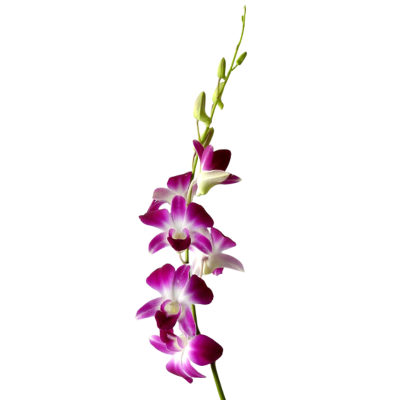 Orchid Dendrobium Bicolor White/Purple (10 Stems)