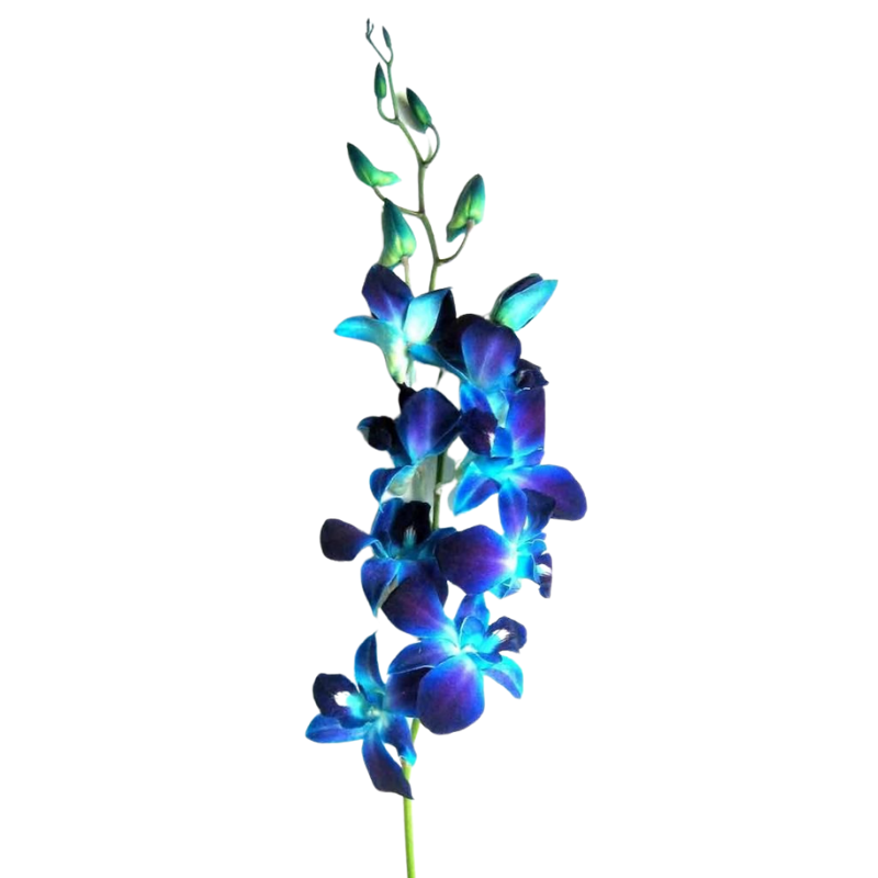 Orchid Dendrobium Blue Bom (10 Stems) – Metro Flower Market