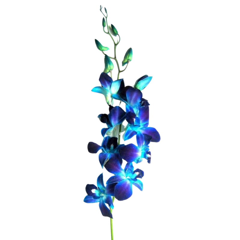 Orchid Dendrobium Blue Bom (10 Stems)