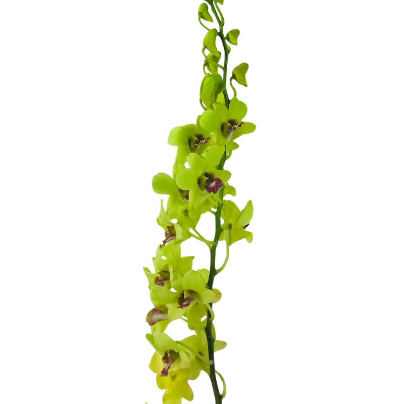 Orchid Dendrobium Green (10 Stems)